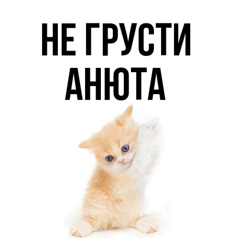 Открытка на каждый день с именем, Анюта Не грусти просящий кот Прикольная открытка с пожеланием онлайн скачать бесплатно 