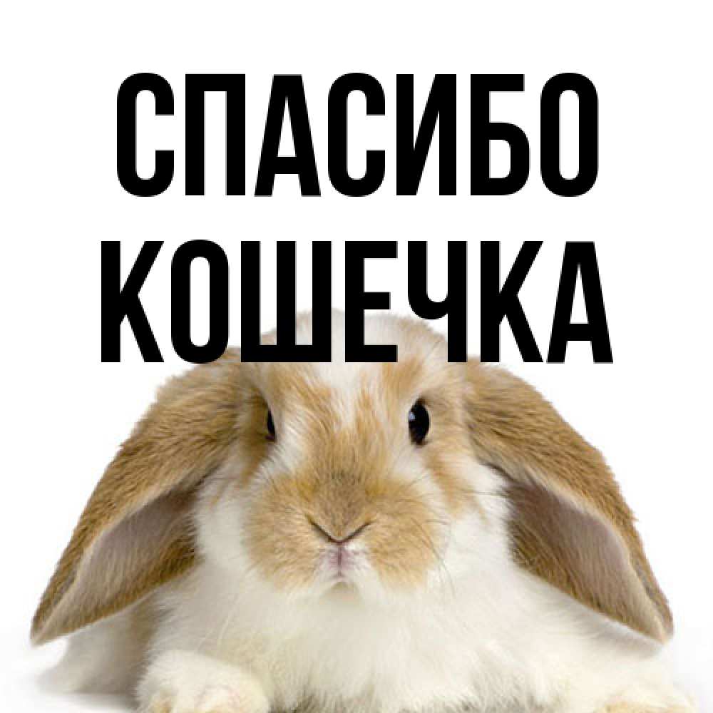 Открытка на каждый день с именем, кошечка Спасибо коричнево белый заяц Прикольная открытка с пожеланием онлайн скачать бесплатно 