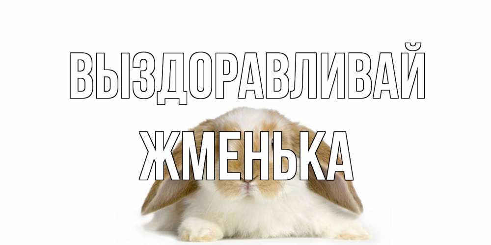 Открытка на каждый день с именем, Жменька Выздоравливай вислоухий кролик белого и коричневого цвета Прикольная открытка с пожеланием онлайн скачать бесплатно 