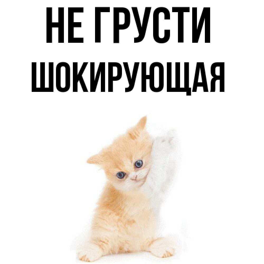 Открытка на каждый день с именем, Шокиpующая Не грусти просящий кот Прикольная открытка с пожеланием онлайн скачать бесплатно 