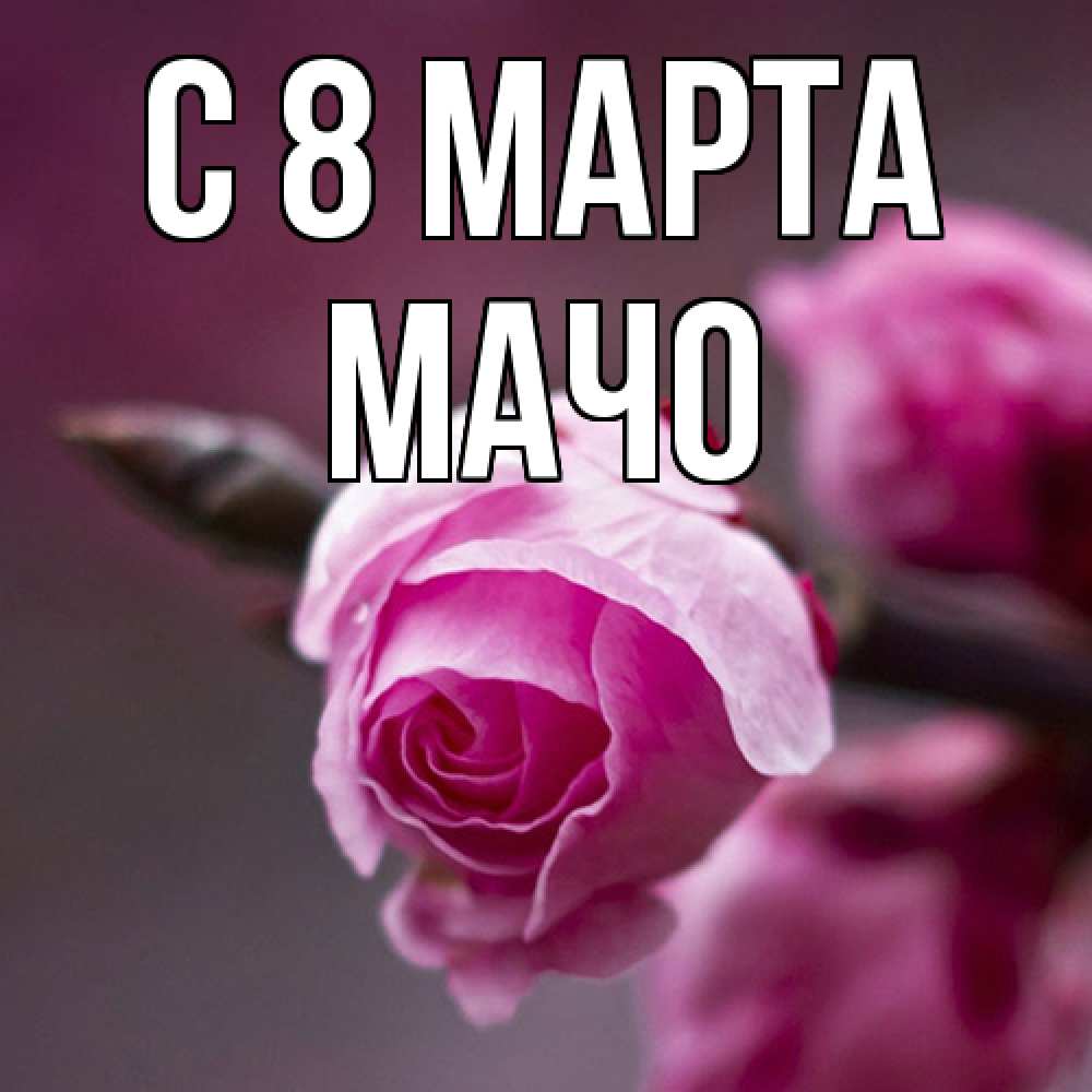 Открытка на каждый день с именем, Мачо C 8 МАРТА весна Прикольная открытка с пожеланием онлайн скачать бесплатно 