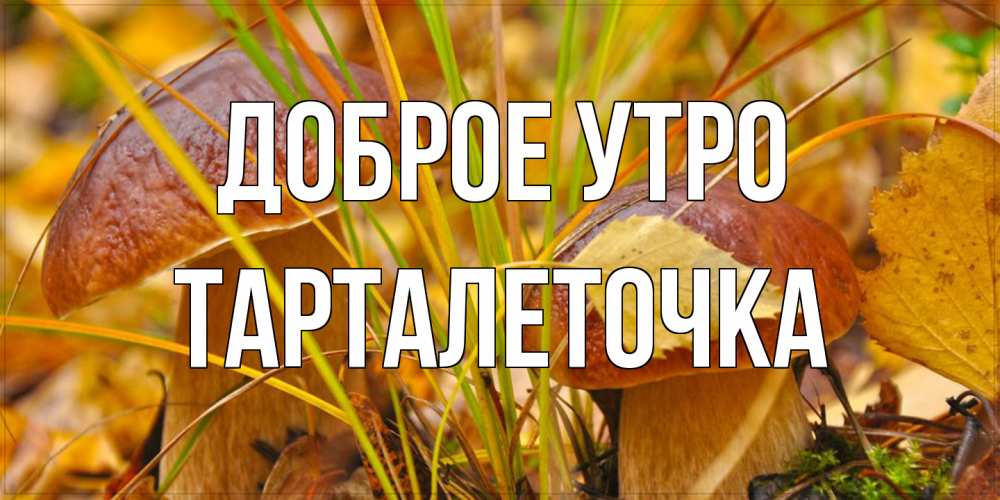 Открытка на каждый день с именем, Тарталеточка Доброе утро осенние грибы Прикольная открытка с пожеланием онлайн скачать бесплатно 