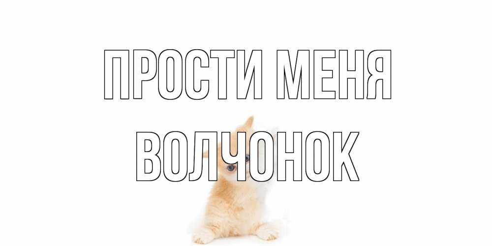 Открытка на каждый день с именем, Волчонок Прости меня кот Прикольная открытка с пожеланием онлайн скачать бесплатно 