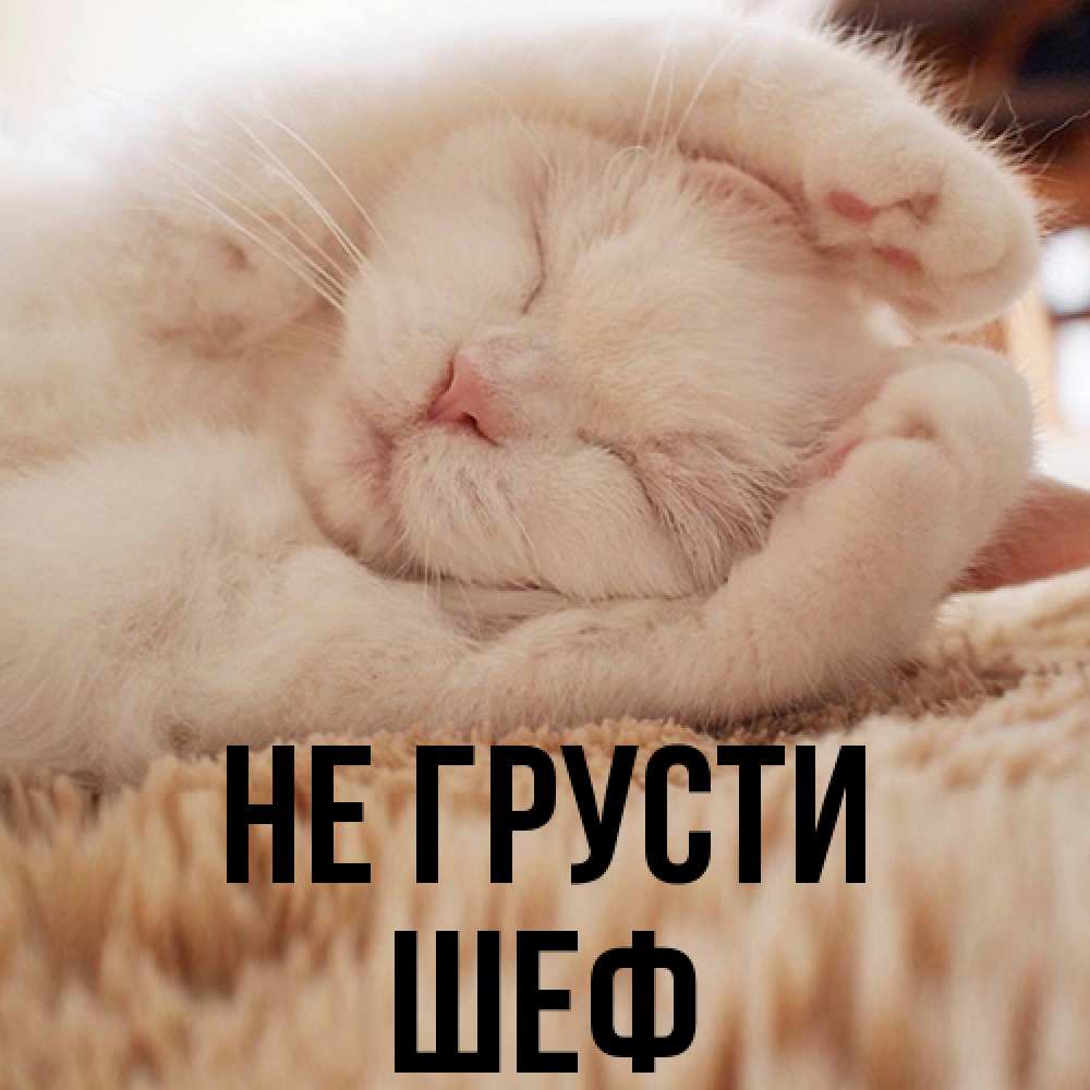 Открытка на каждый день с именем, Шеф Не грусти Котенок спит Прикольная открытка с пожеланием онлайн скачать бесплатно 