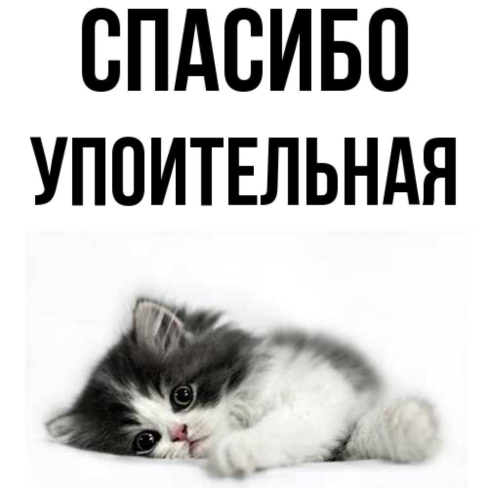 Открытка на каждый день с именем, Упоительная Спасибо черный и белый кот Прикольная открытка с пожеланием онлайн скачать бесплатно 