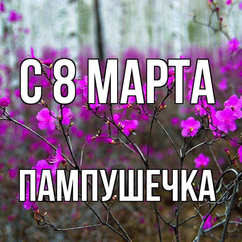 Открытка на каждый день с именем, пампушечка C 8 МАРТА дикие цветы Прикольная открытка с пожеланием онлайн скачать бесплатно 