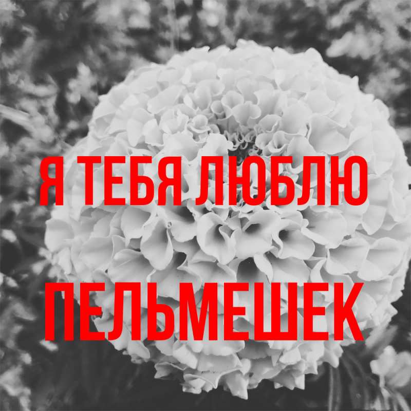 Открытка с именем, пельмешек, Я тебя люблю