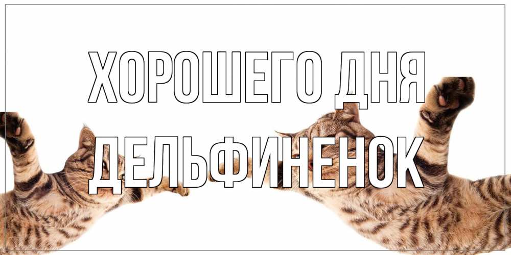 Открытка на каждый день с именем, дельфиненок Хорошего дня хорошего дня Прикольная открытка с пожеланием онлайн скачать бесплатно 