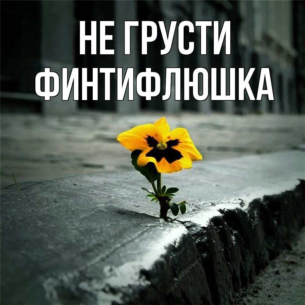 Открытка на каждый день с именем, финтифлюшка Не грусти не сдавайся Прикольная открытка с пожеланием онлайн скачать бесплатно 