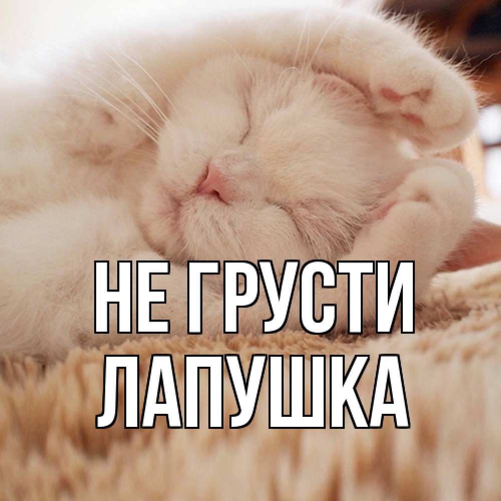 Открытка на каждый день с именем, лапушка Не грусти белый кот Прикольная открытка с пожеланием онлайн скачать бесплатно 