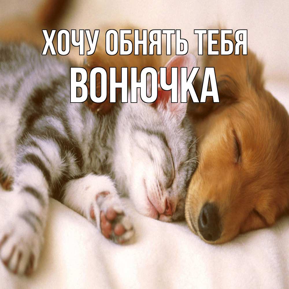 Открытка на каждый день с именем, Вонючка Хочу обнять тебя пес и котенок Прикольная открытка с пожеланием онлайн скачать бесплатно 