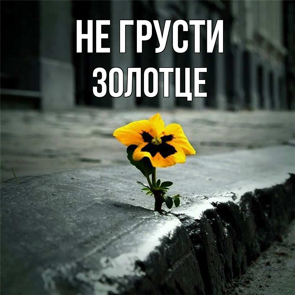 Открытка на каждый день с именем, Золотце Не грусти не сдавайся Прикольная открытка с пожеланием онлайн скачать бесплатно 