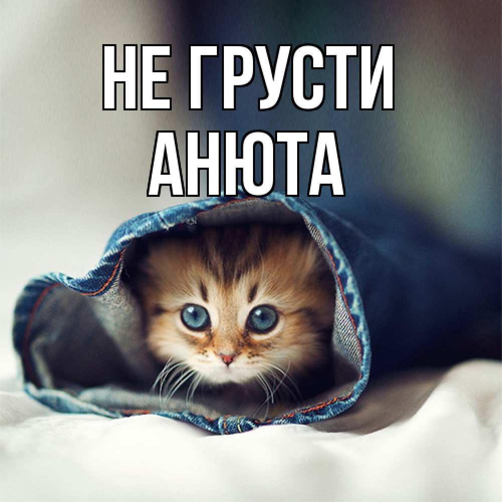 Открытка на каждый день с именем, Анюта Не грусти кот в одежде Прикольная открытка с пожеланием онлайн скачать бесплатно 