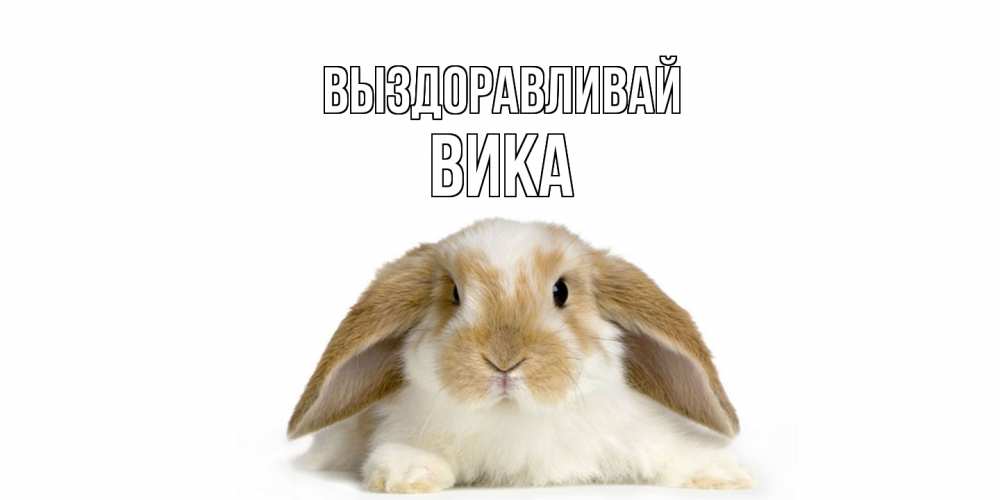 Открытка на каждый день с именем, Вика Выздоравливай вислоухий кролик белого и коричневого цвета Прикольная открытка с пожеланием онлайн скачать бесплатно 