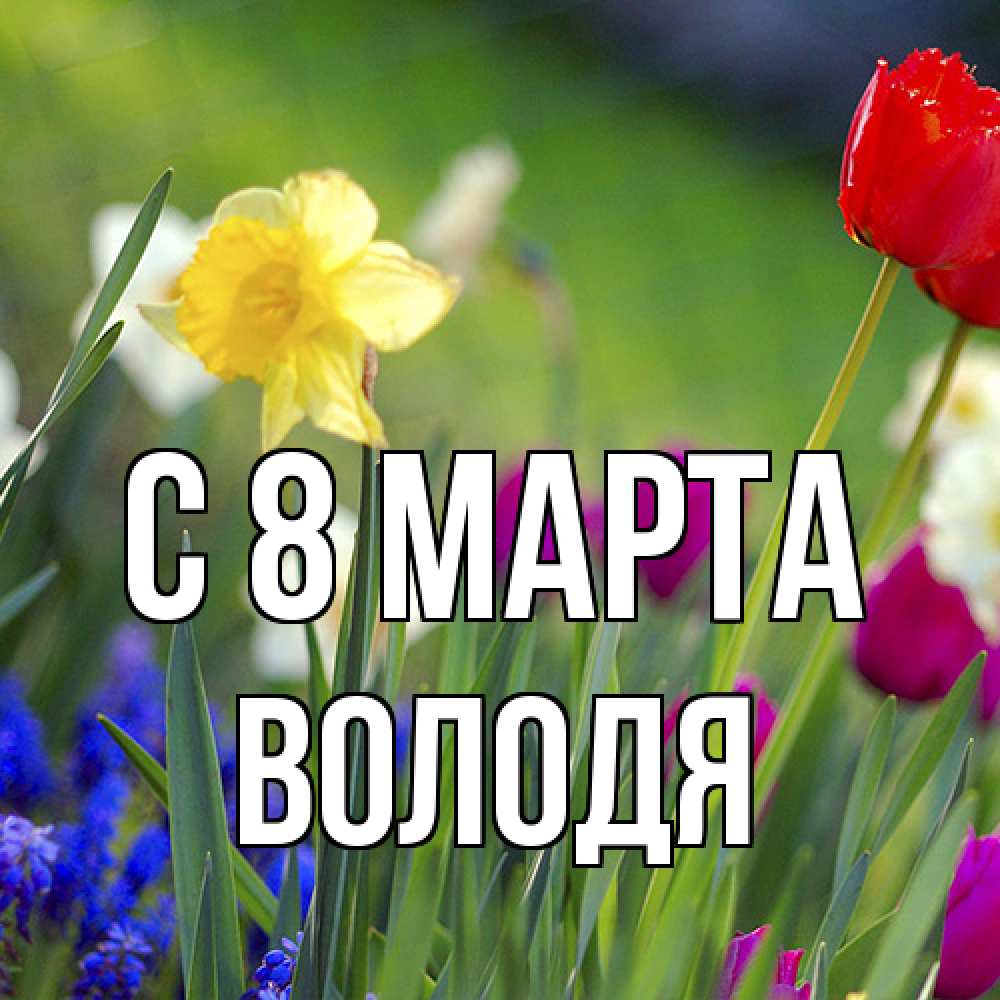 Открытка на каждый день с именем, Володя C 8 МАРТА международный женский день 3 Прикольная открытка с пожеланием онлайн скачать бесплатно 