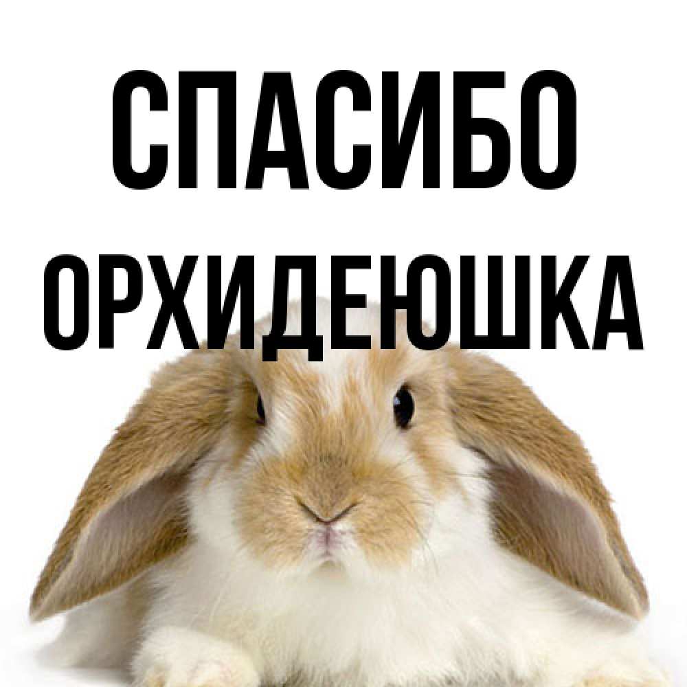 Открытка на каждый день с именем, Орхидеюшка Спасибо коричнево белый заяц Прикольная открытка с пожеланием онлайн скачать бесплатно 