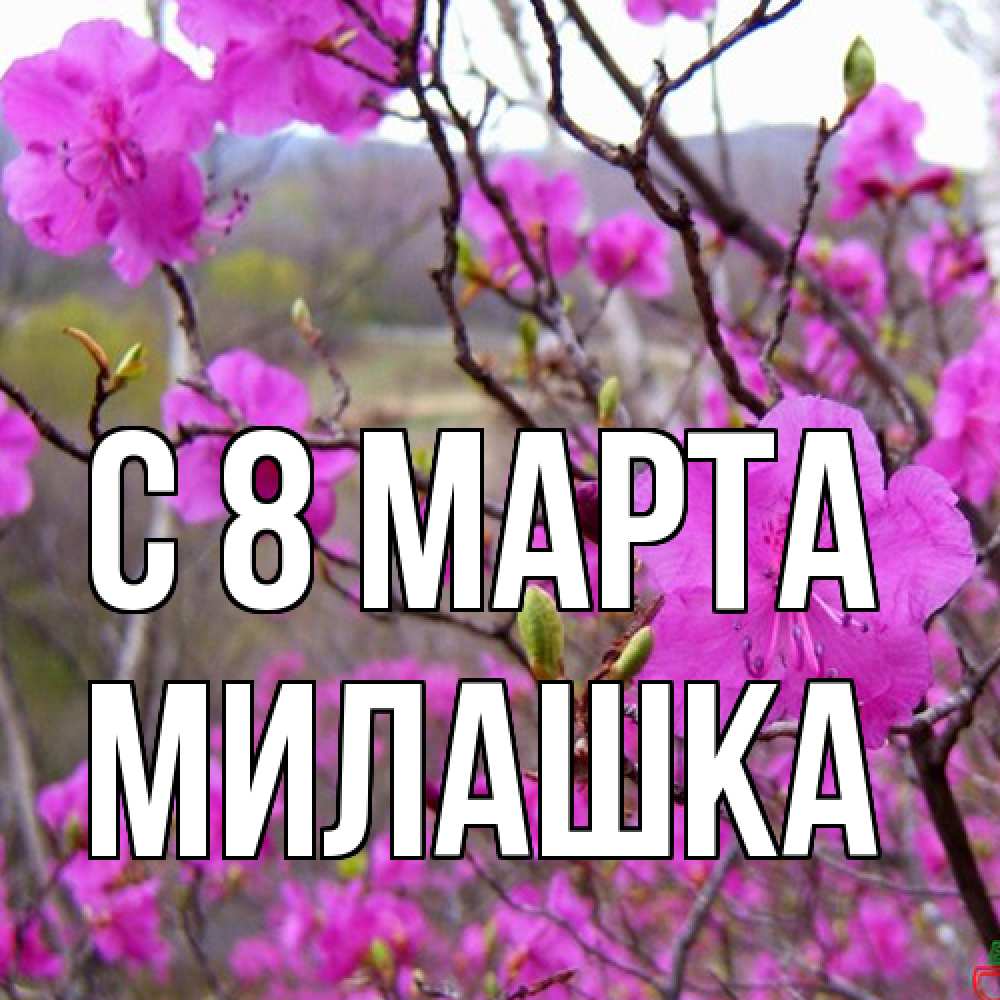 Открытка на каждый день с именем, Милашка C 8 МАРТА международный женский день Прикольная открытка с пожеланием онлайн скачать бесплатно 