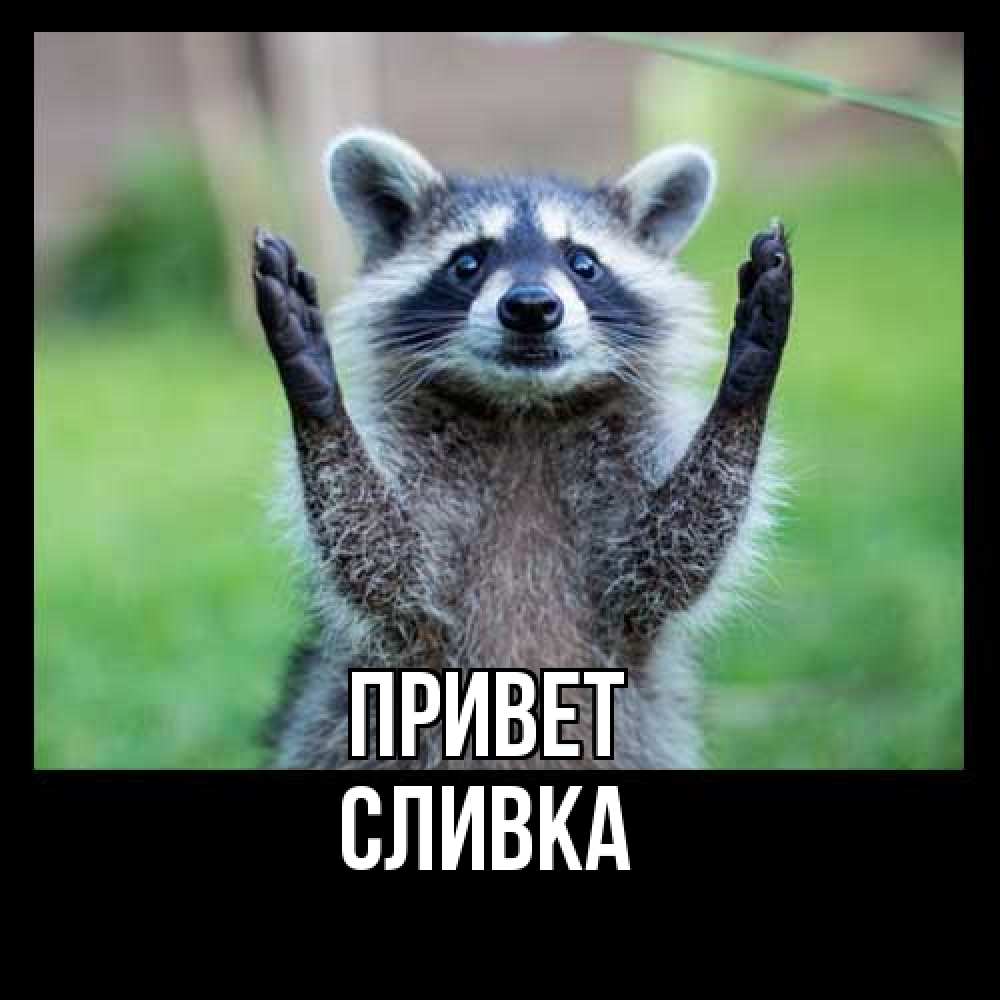 Открытка на каждый день с именем, Сливка Привет животные Прикольная открытка с пожеланием онлайн скачать бесплатно 