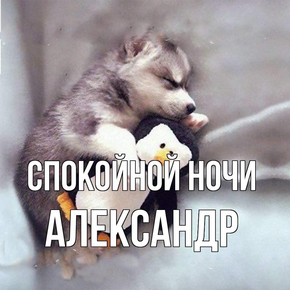 Открытка на каждый день с именем, Александр Спокойной ночи обнимашки щенка и пингвина Прикольная открытка с пожеланием онлайн скачать бесплатно 