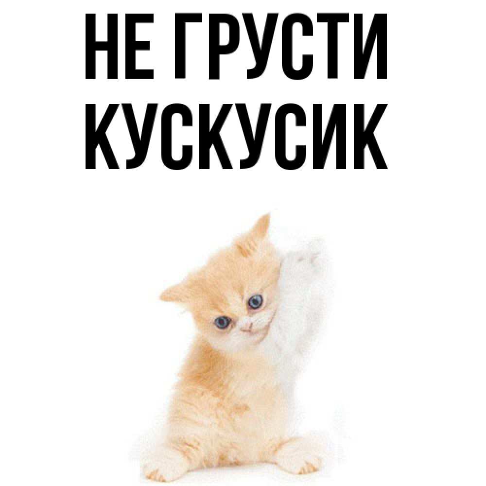 Открытка на каждый день с именем, кускусик Не грусти просящий кот Прикольная открытка с пожеланием онлайн скачать бесплатно 
