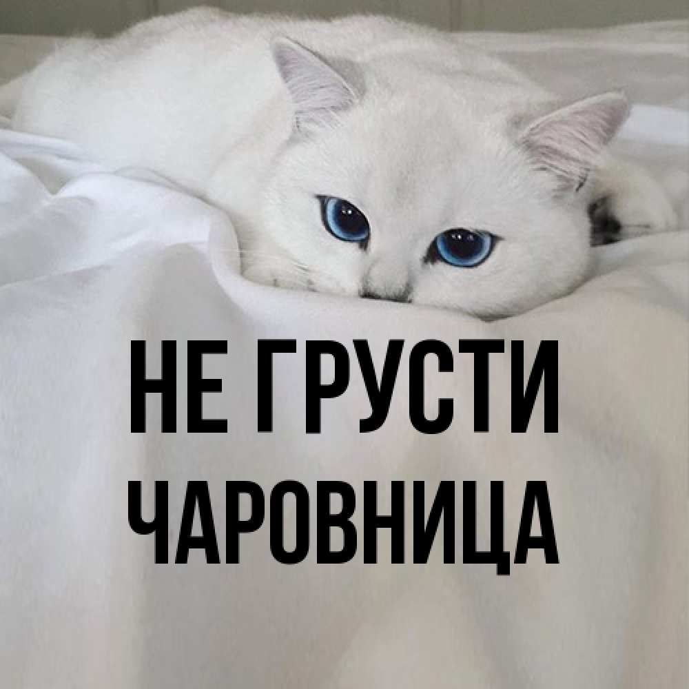 Открытка на каждый день с именем, чаровница Не грусти Голубоглазая кошка Прикольная открытка с пожеланием онлайн скачать бесплатно 