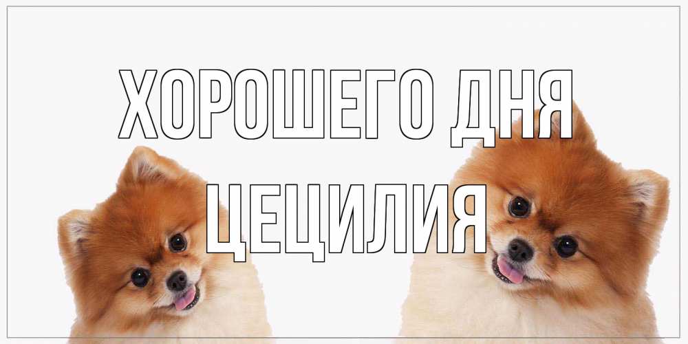 Открытка на каждый день с именем, Цецилия Хорошего дня собачки желают прекрасного дня Прикольная открытка с пожеланием онлайн скачать бесплатно 
