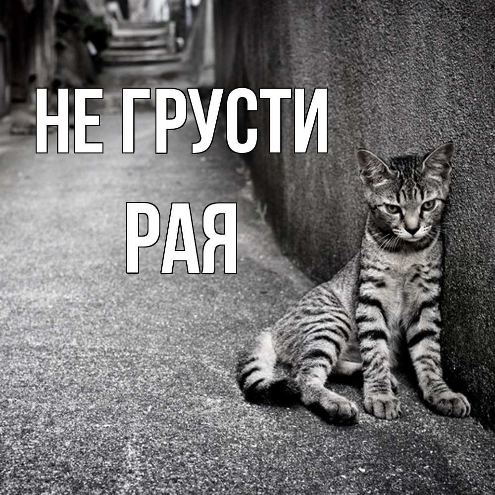 Открытка на каждый день с именем, Рая Не грусти скучающий котик Прикольная открытка с пожеланием онлайн скачать бесплатно 