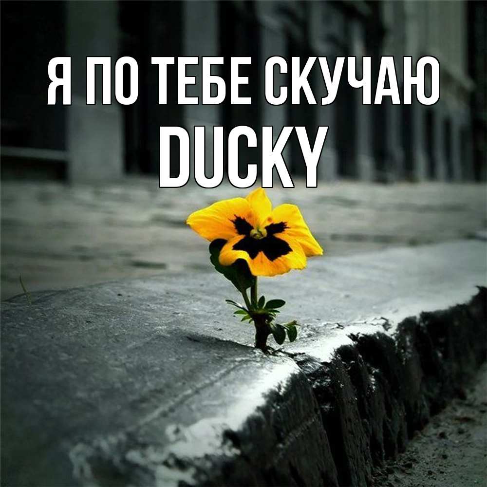 Открытка на каждый день с именем, Ducky Я по тебе скучаю надеюсь будет лучше Прикольная открытка с пожеланием онлайн скачать бесплатно 