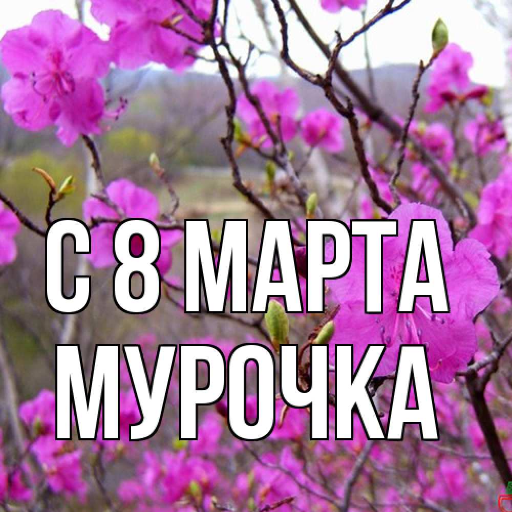 Открытка на каждый день с именем, Мурочка C 8 МАРТА международный женский день Прикольная открытка с пожеланием онлайн скачать бесплатно 