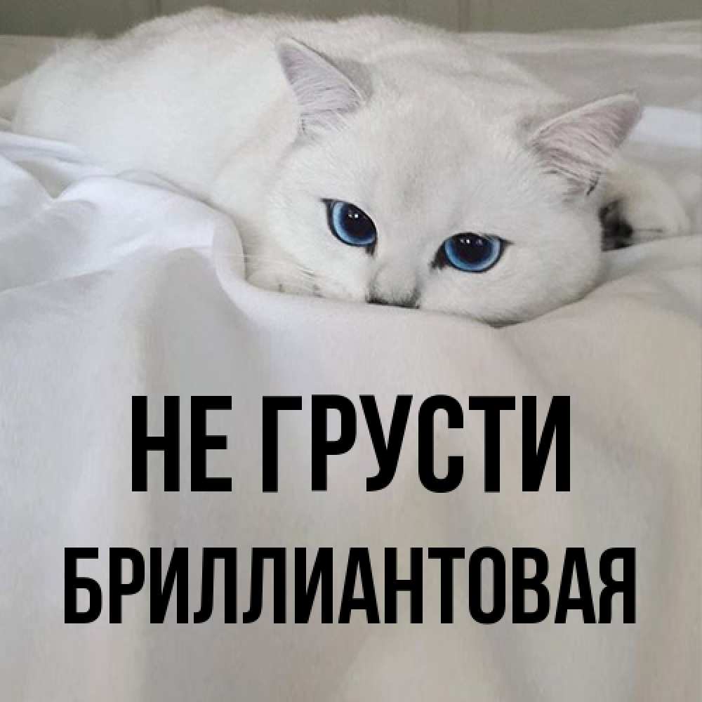 Открытка на каждый день с именем, Бpиллиантовая Не грусти Голубоглазая кошка Прикольная открытка с пожеланием онлайн скачать бесплатно 