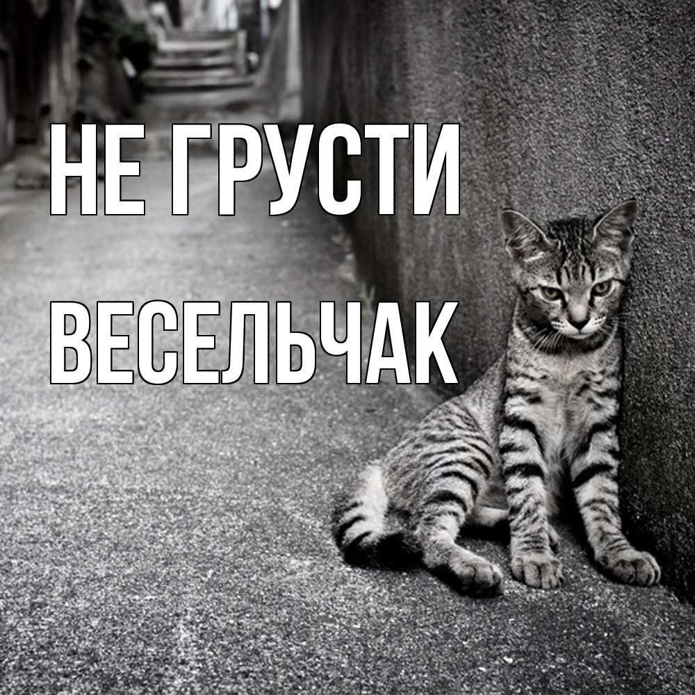 Открытка на каждый день с именем, Весельчак Не грусти скучающий котик Прикольная открытка с пожеланием онлайн скачать бесплатно 