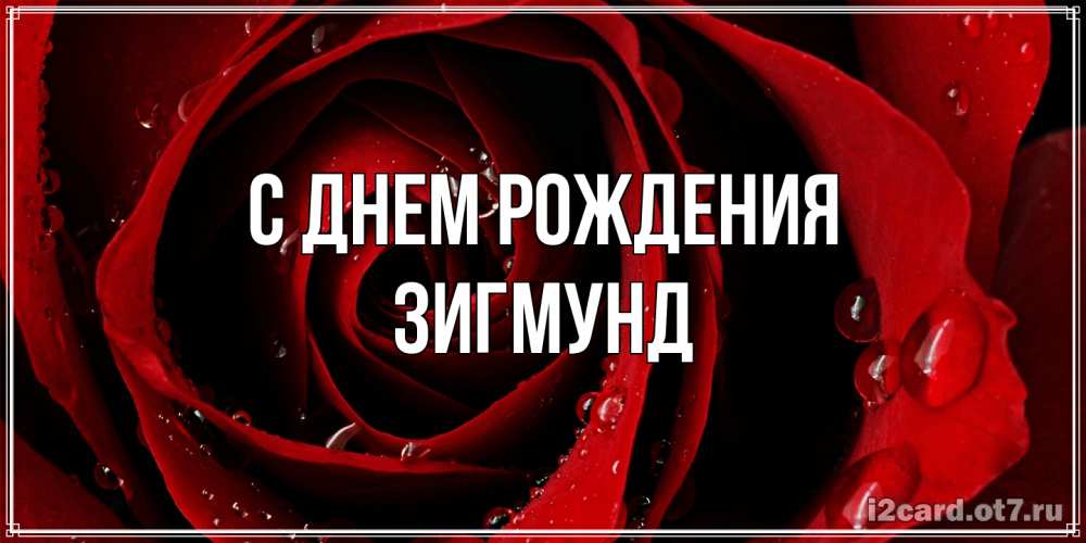 Открытка на каждый день с именем, Зигмунд С днем рождения крупная бордовая роза Прикольная открытка с пожеланием онлайн скачать бесплатно 