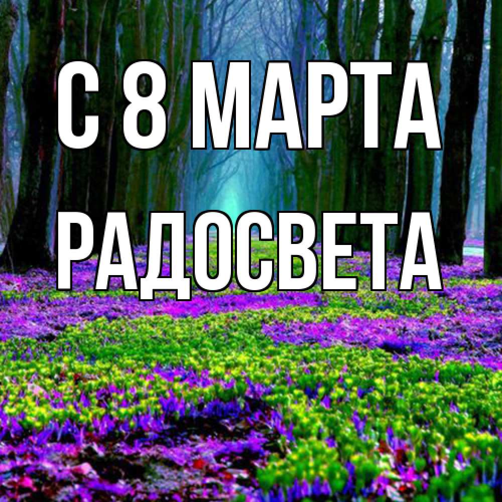 Открытка на каждый день с именем, Радосвета C 8 МАРТА фиолетовые цветы в лесу 1 Прикольная открытка с пожеланием онлайн скачать бесплатно 
