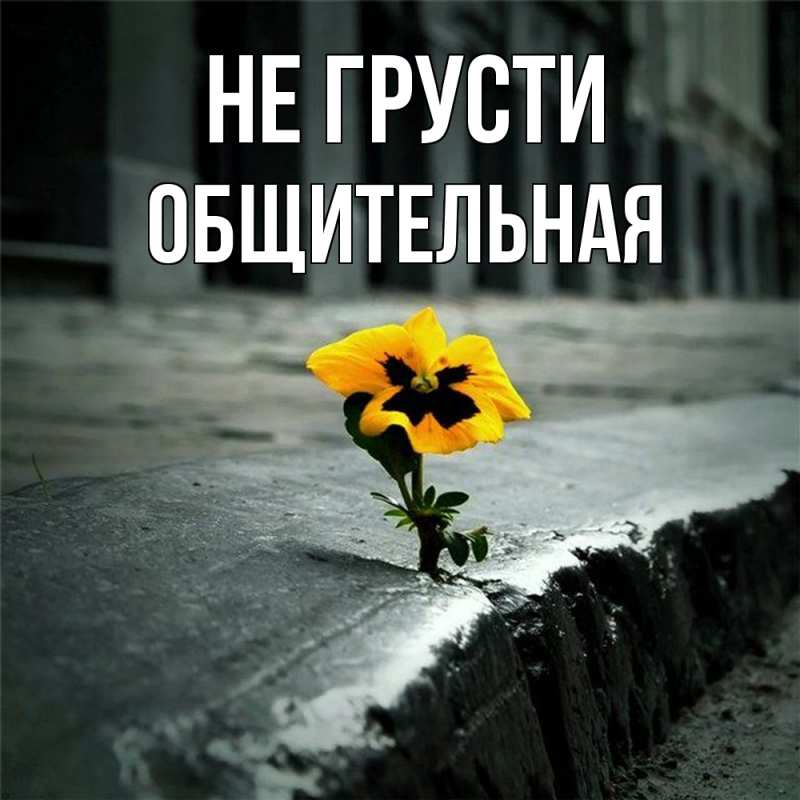 Картинка Не грусти, Общительная