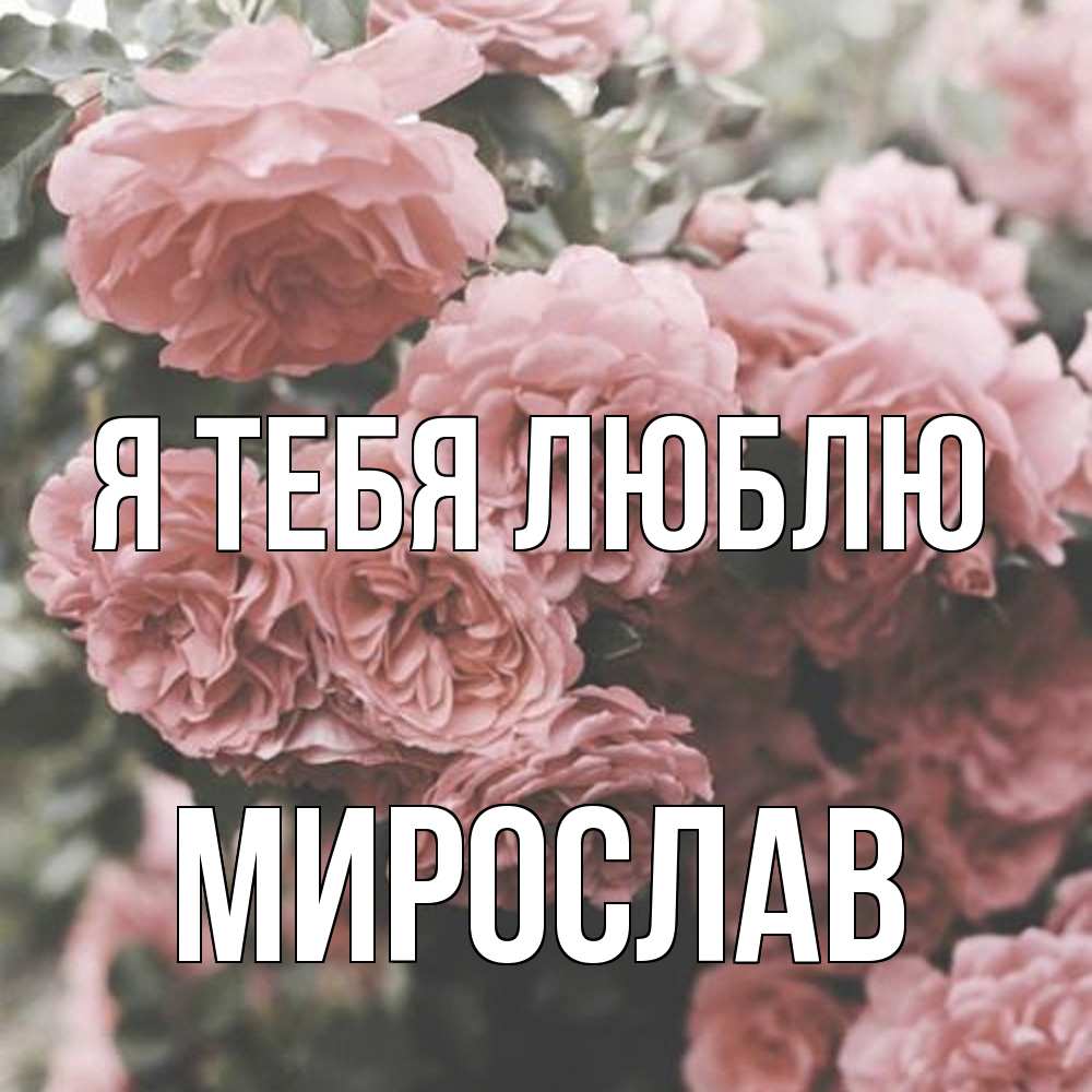 Открытка на каждый день с именем, Мирослав Я тебя люблю розы 3 Прикольная открытка с пожеланием онлайн скачать бесплатно 