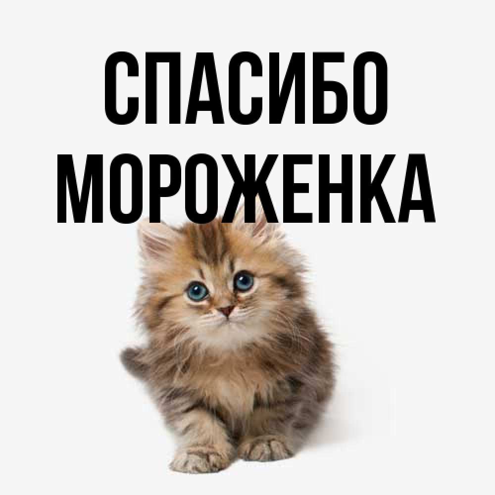 Открытка на каждый день с именем, Мороженка Спасибо пушистый котик Прикольная открытка с пожеланием онлайн скачать бесплатно 