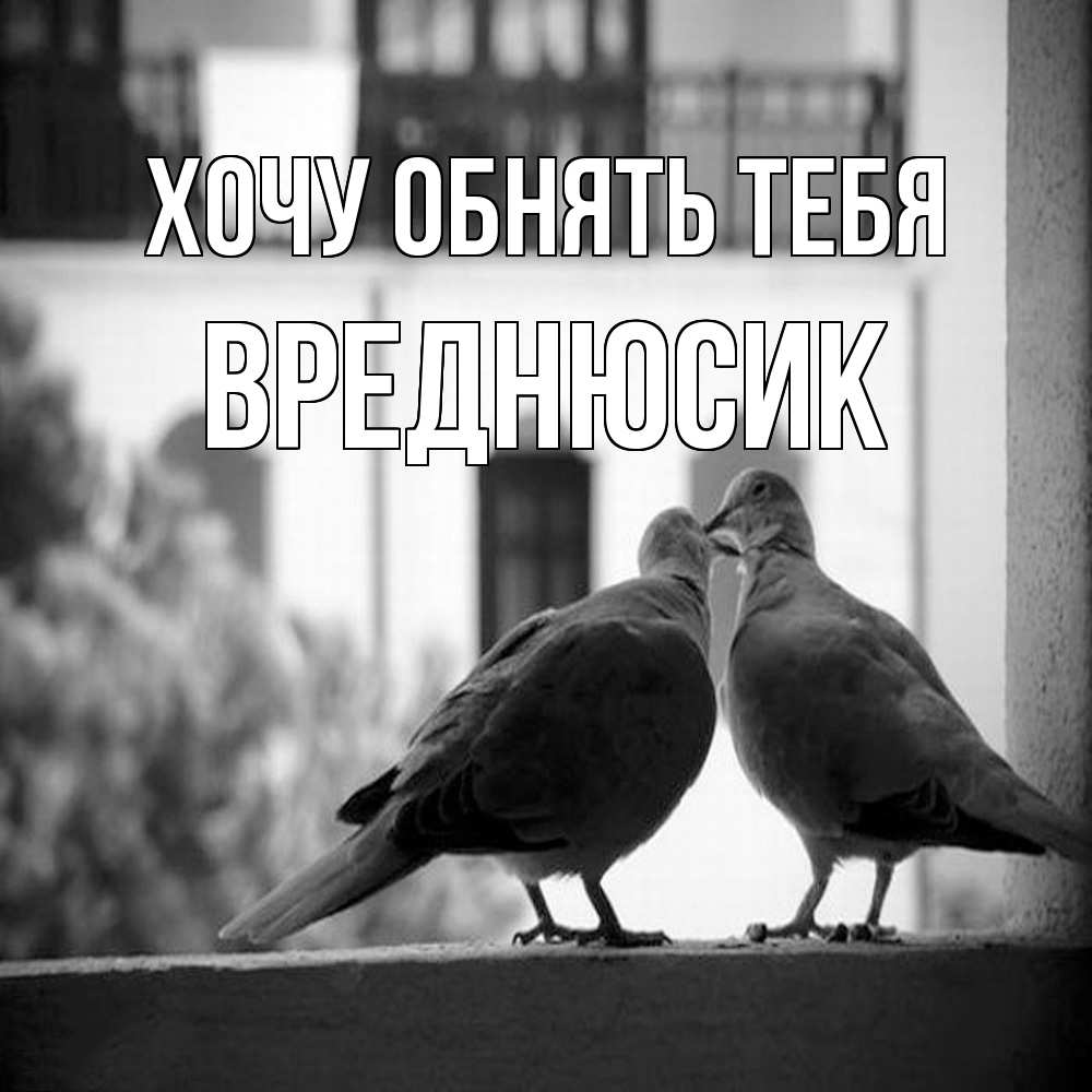 Открытка на каждый день с именем, Вреднюсик Хочу обнять тебя птицы на подоконнике Прикольная открытка с пожеланием онлайн скачать бесплатно 