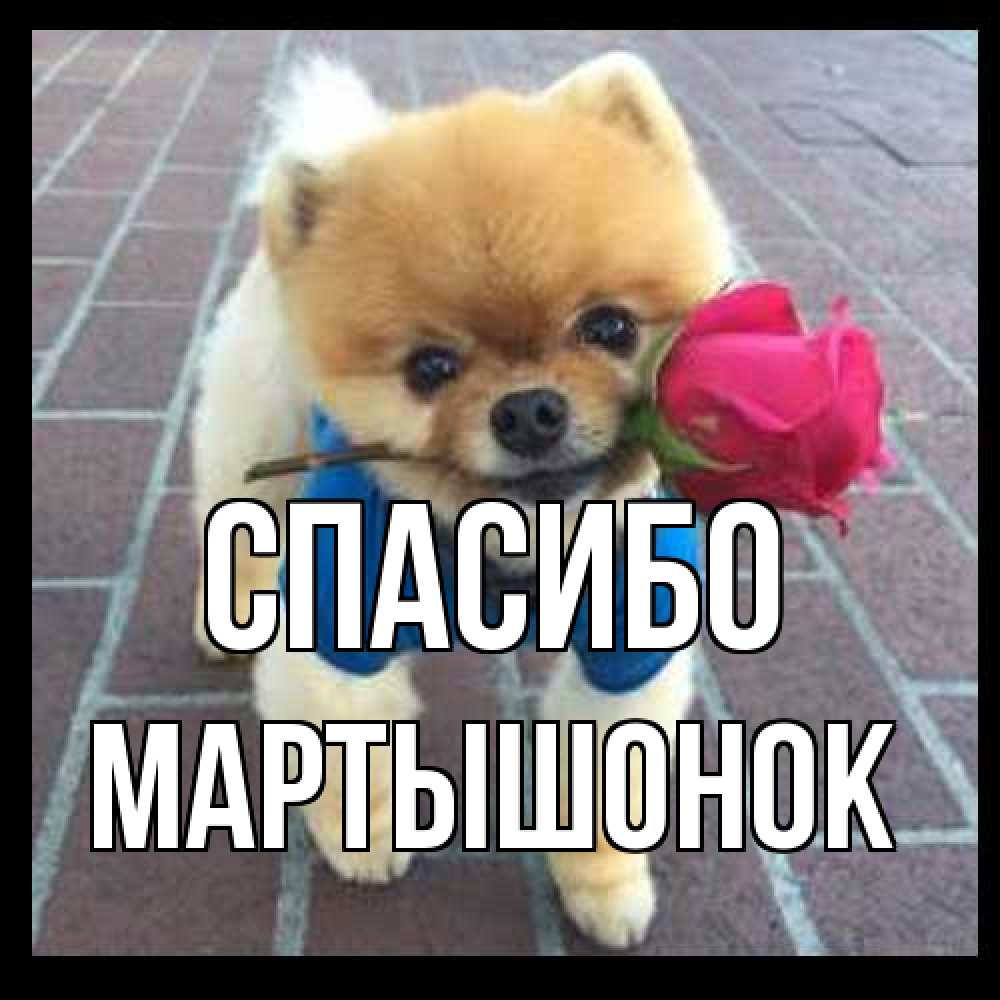 Открытка на каждый день с именем, Маpтышонок Спасибо спасибо и дарю тебе цветок Прикольная открытка с пожеланием онлайн скачать бесплатно 