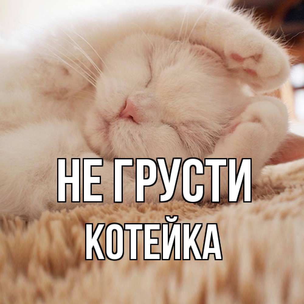 Открытка на каждый день с именем, Котейка Не грусти белый кот Прикольная открытка с пожеланием онлайн скачать бесплатно 