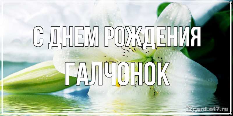 Картинка С днем рождения, галчонок