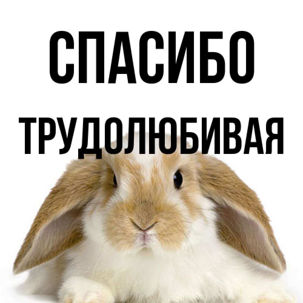 Открытка на каждый день с именем, Трудолюбивая Спасибо коричнево белый заяц Прикольная открытка с пожеланием онлайн скачать бесплатно 
