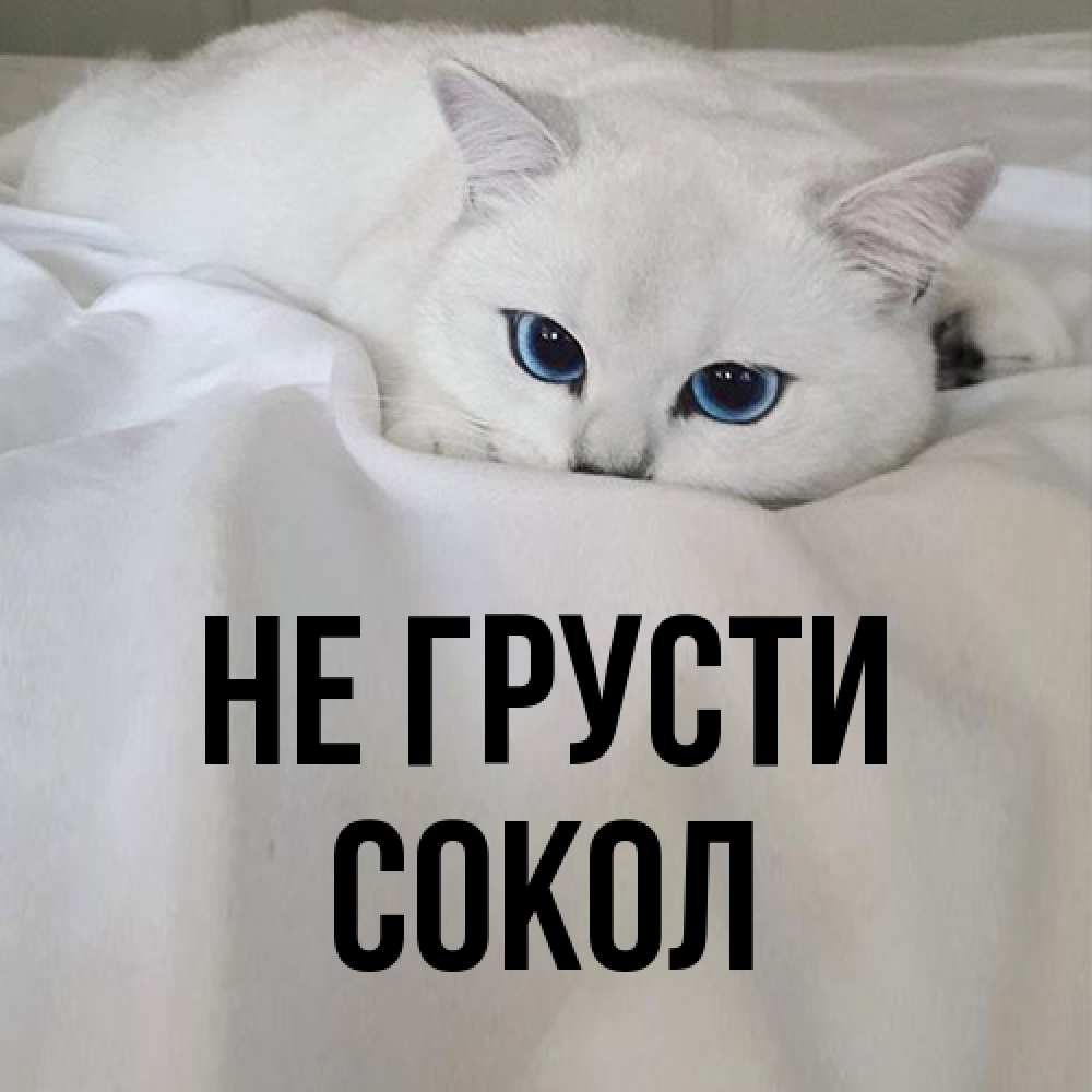 Открытка на каждый день с именем, Сокол Не грусти Голубоглазая кошка Прикольная открытка с пожеланием онлайн скачать бесплатно 