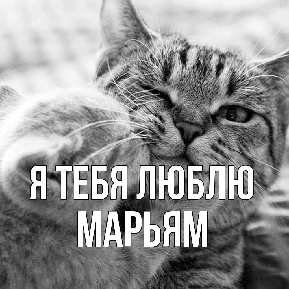 Открытка на каждый день с именем, Марьям Я тебя люблю коты Прикольная открытка с пожеланием онлайн скачать бесплатно 
