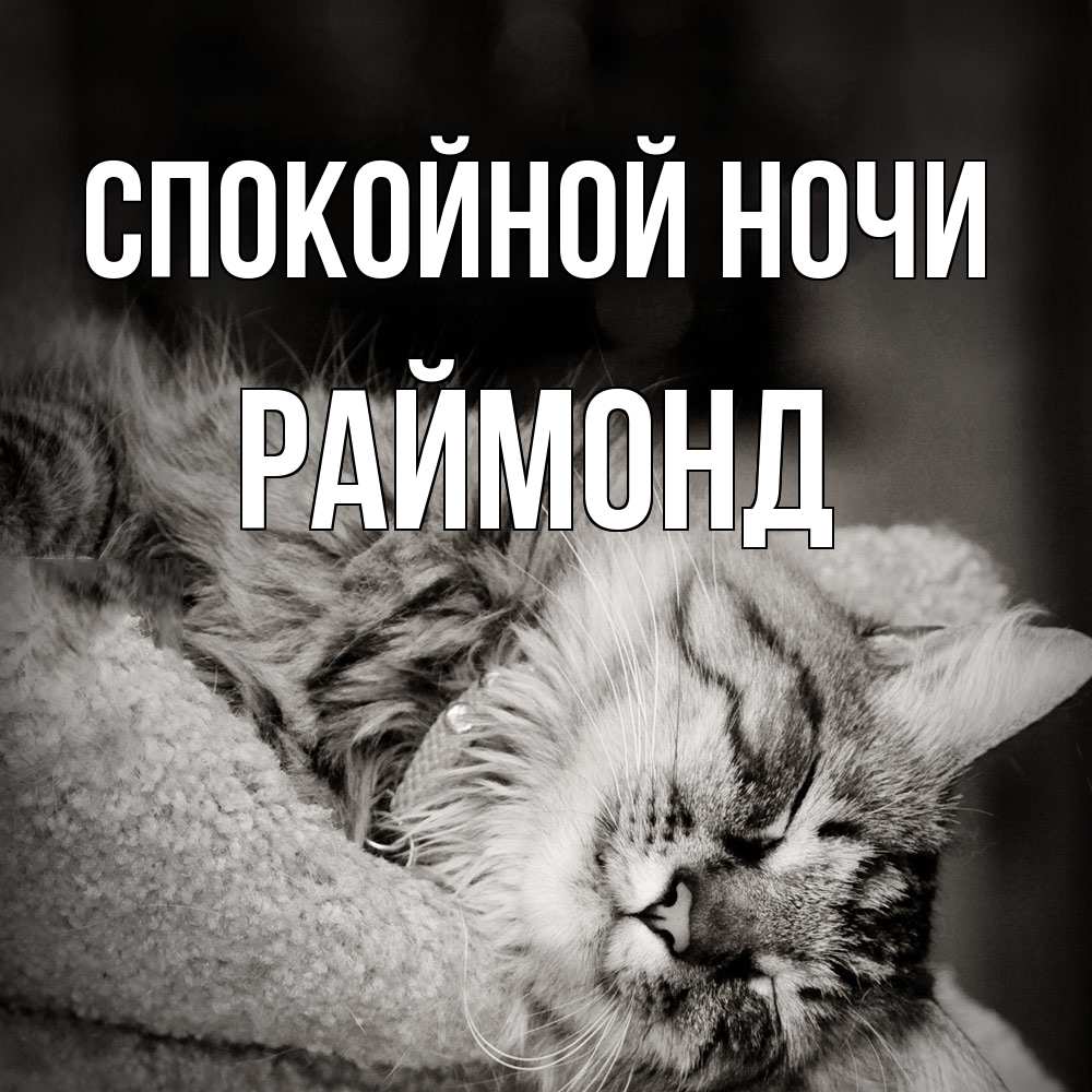 Открытка на каждый день с именем, Раймонд Спокойной ночи котярик пушистый Прикольная открытка с пожеланием онлайн скачать бесплатно 
