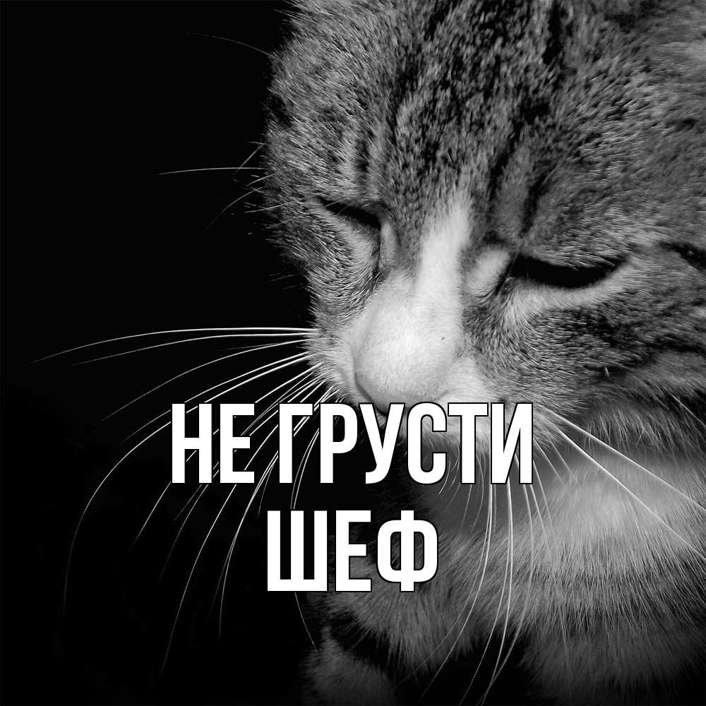 Открытка на каждый день с именем, Шеф Не грусти грустный котик Прикольная открытка с пожеланием онлайн скачать бесплатно 