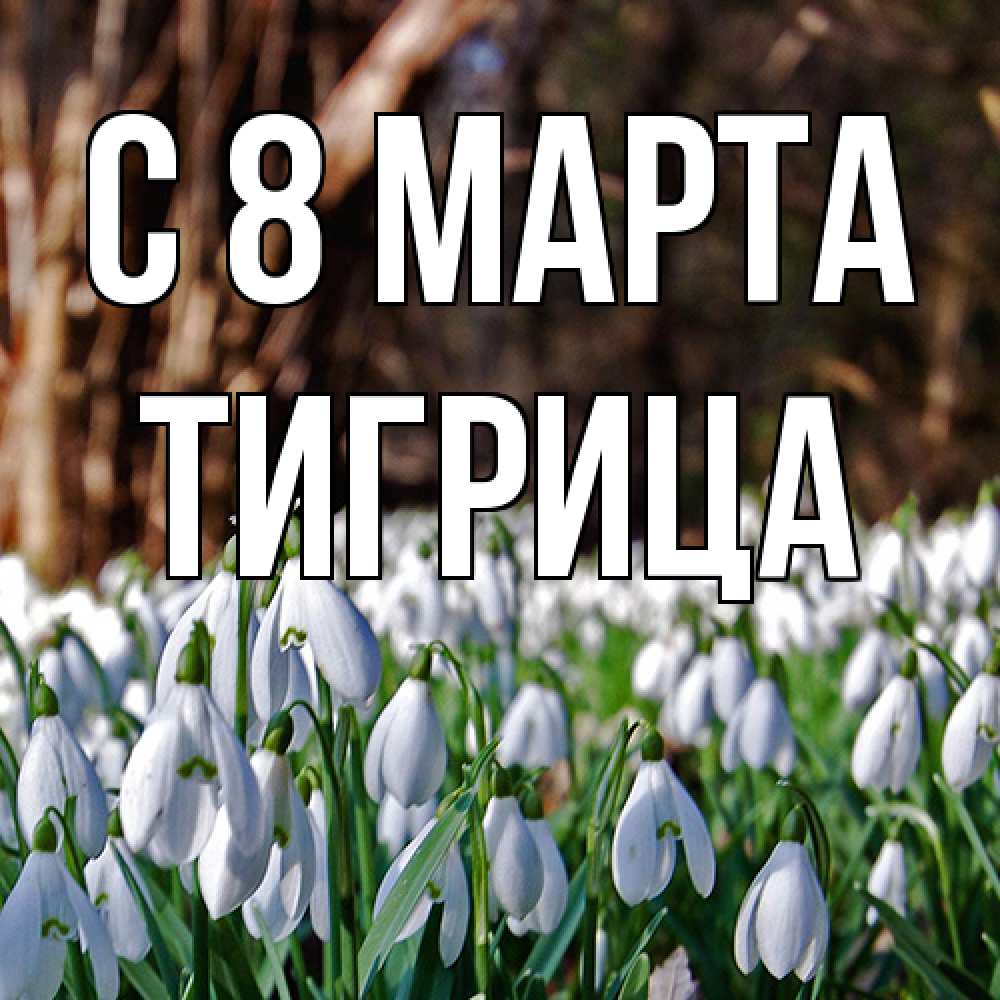 Открытка на каждый день с именем, Тигрица C 8 МАРТА с подснежниками 1 Прикольная открытка с пожеланием онлайн скачать бесплатно 