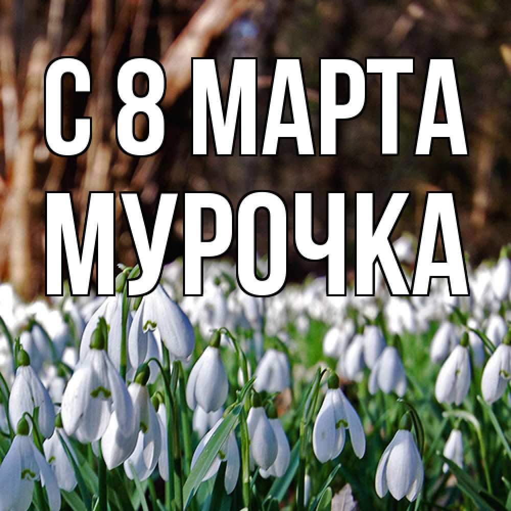 Открытка на каждый день с именем, Мурочка C 8 МАРТА с подснежниками 1 Прикольная открытка с пожеланием онлайн скачать бесплатно 
