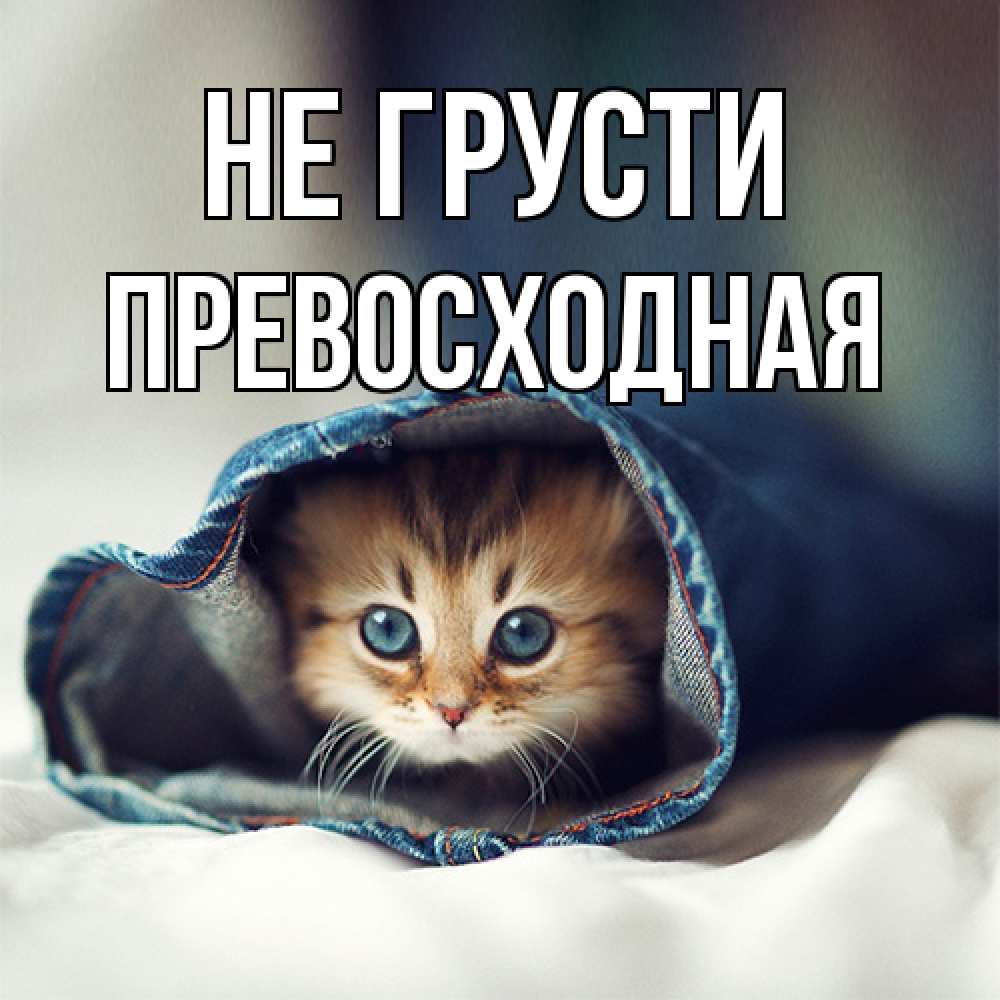 Открытка на каждый день с именем, Пpевосходная Не грусти кот в одежде Прикольная открытка с пожеланием онлайн скачать бесплатно 