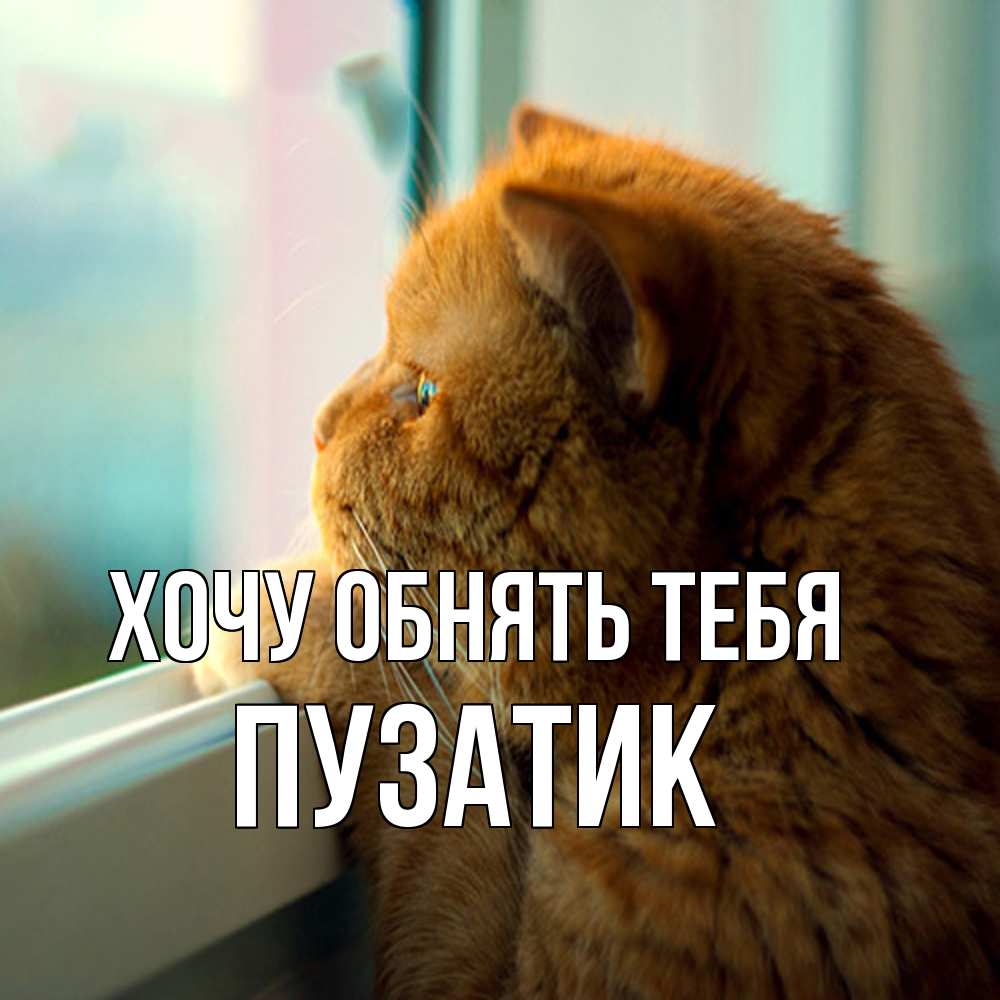 Открытка на каждый день с именем, Пузатик Хочу обнять тебя большой огромный рыжий котяра Прикольная открытка с пожеланием онлайн скачать бесплатно 