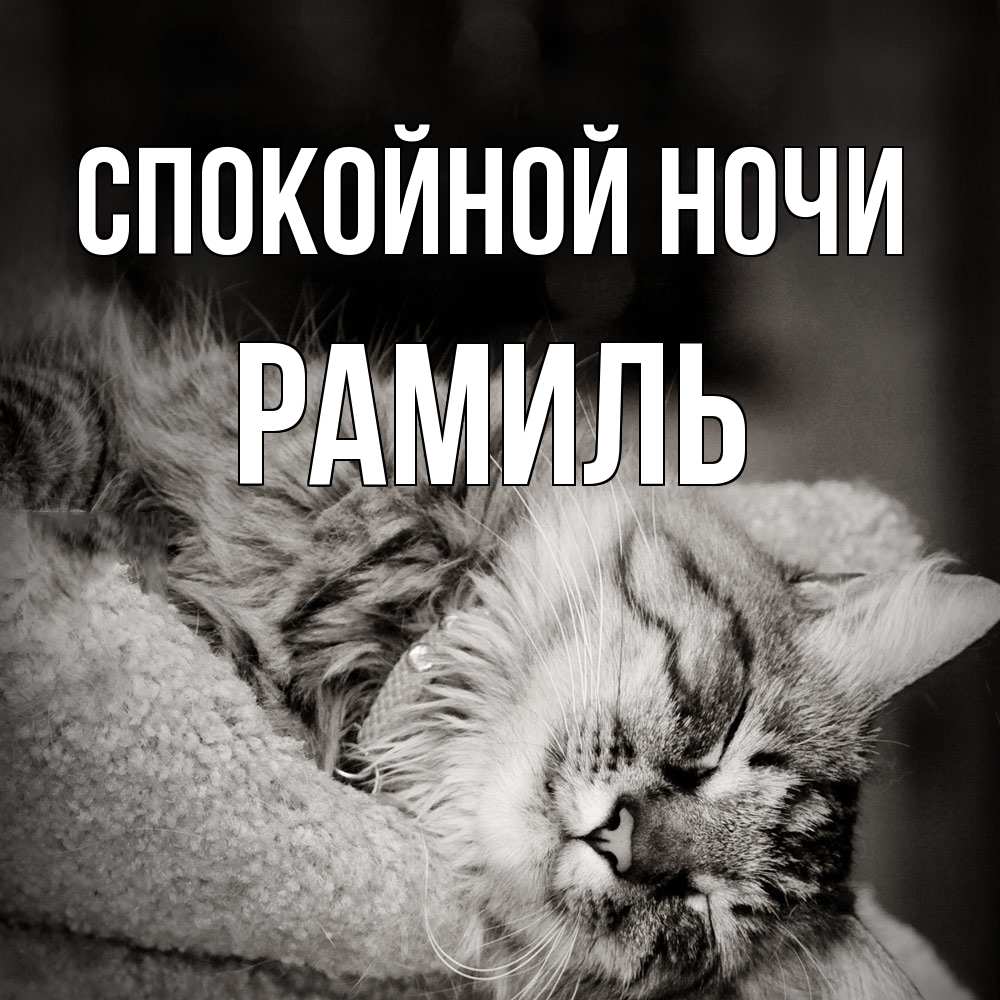 Открытка на каждый день с именем, Рамиль Спокойной ночи котярик пушистый Прикольная открытка с пожеланием онлайн скачать бесплатно 